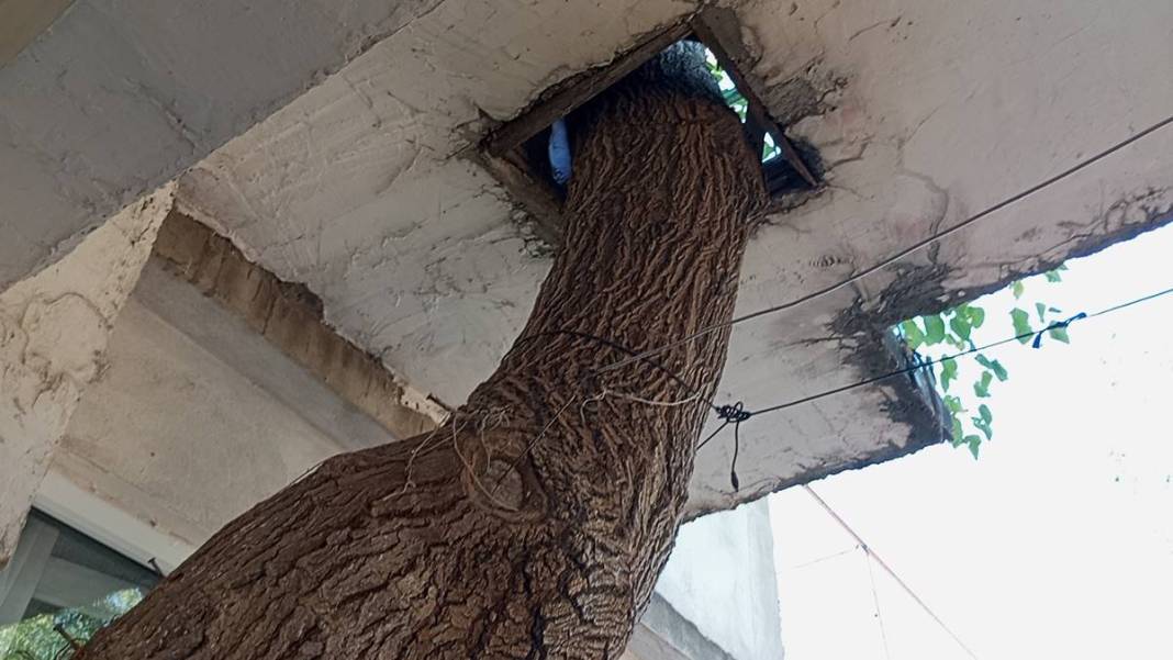 Ev inşaatında 45 yıllık dut ağacını kesmemek için bu yöntemi buldu! Aile yadigarını böyle korudu 11